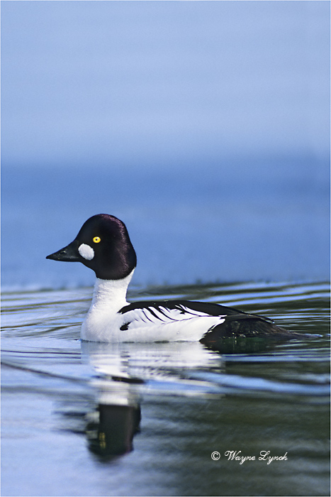 Male Common Goldeneye 103B by Dr. Wayne Lynch &copy;